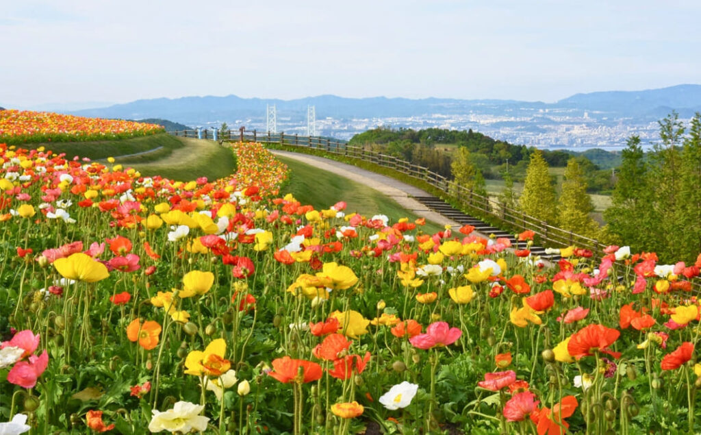 介護旅行専門店ヤシの木_あわじ花さじき