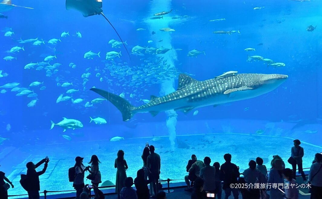 介護旅行で沖縄県へ_美ら海水族館を散策
