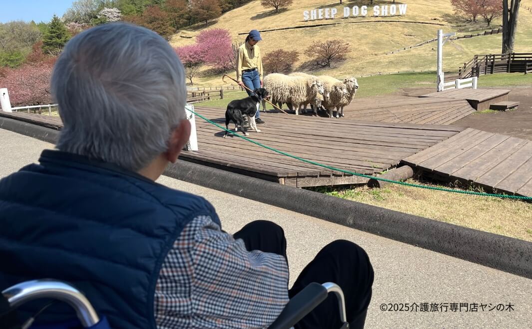 介護旅行で群馬県へ_シープドックショーを見学