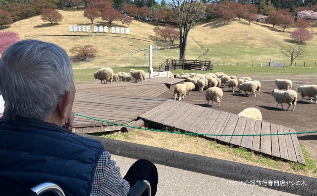 介護旅行で群馬県へ_シープドックショーを見学